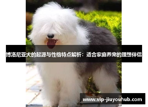 博洛尼亚犬的起源与性格特点解析：适合家庭养宠的理想伴侣